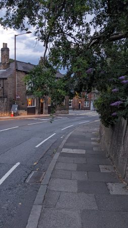 Branch overhanging cycle lane